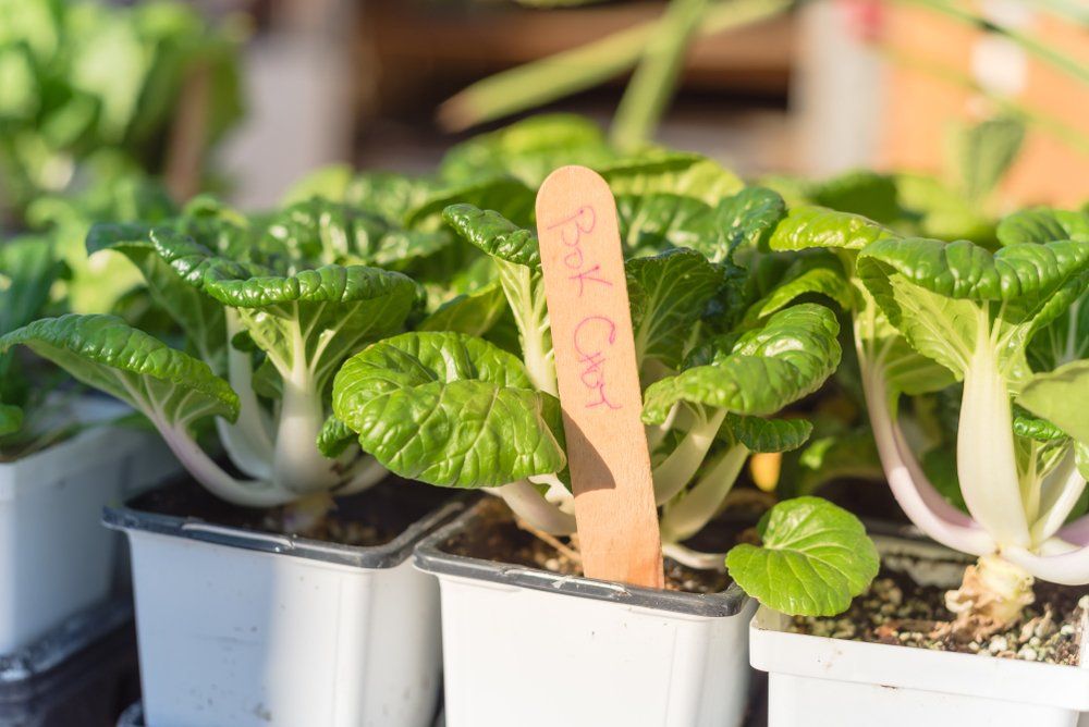 Pak choi seedlings