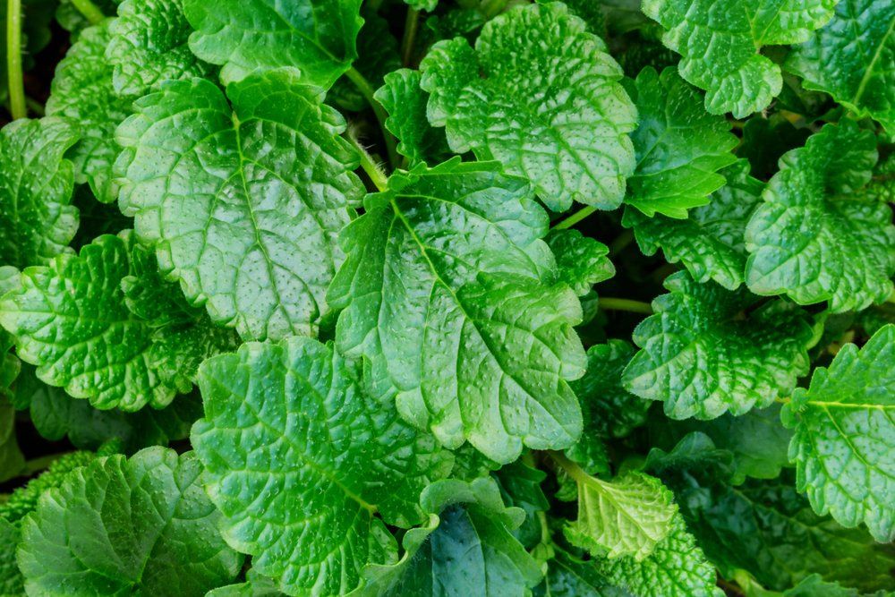 Lemon balm