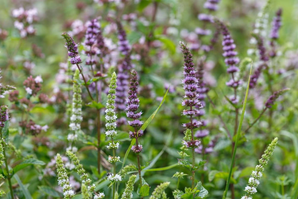 Mint plants in flower