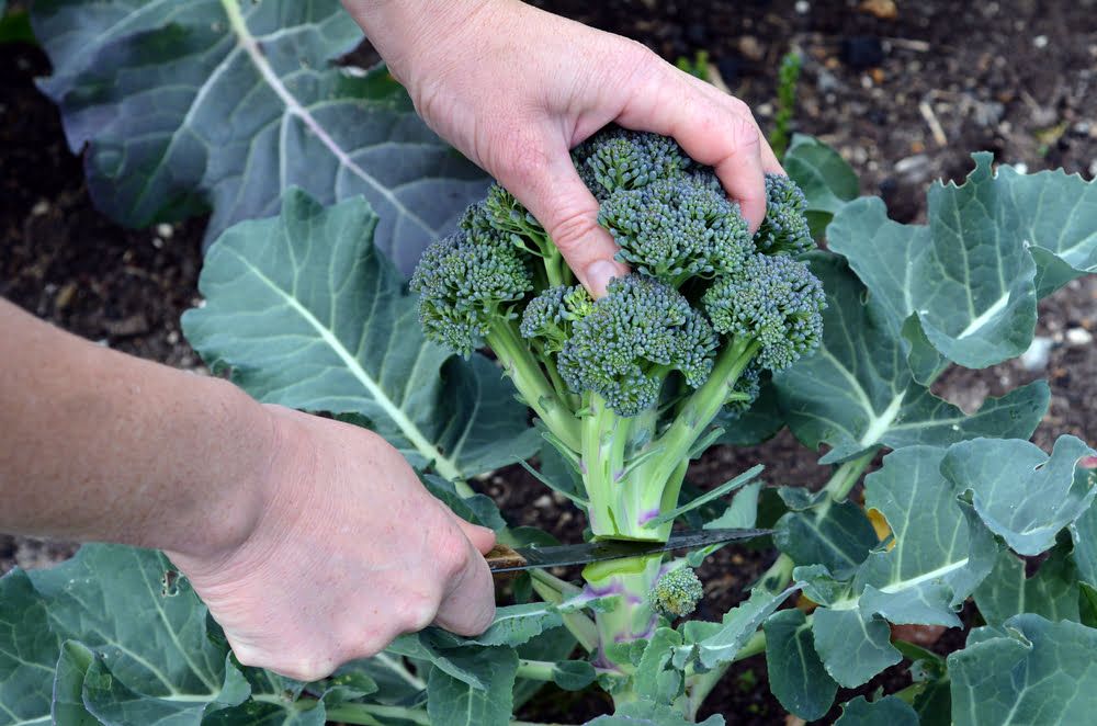 Person harvesting broccoli