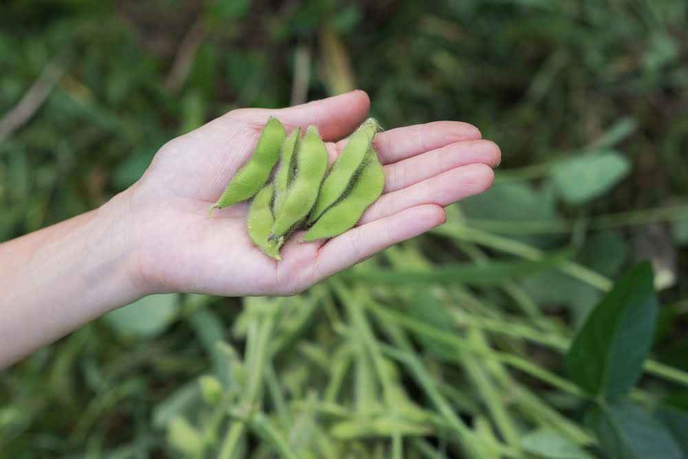 Hand holding harvested edamame beans
