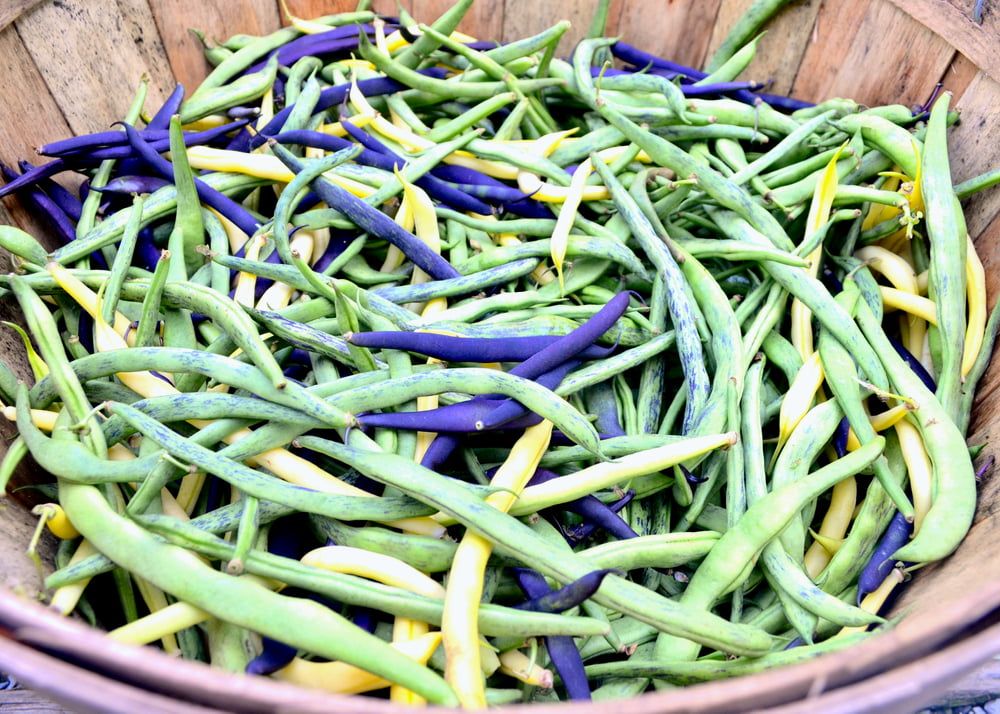 Runner bean varieties