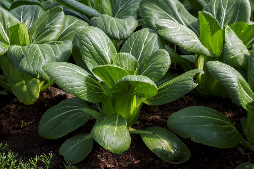 Pak choi plants