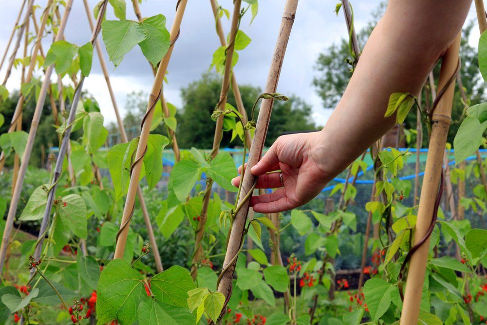 Tying bean plants to canes