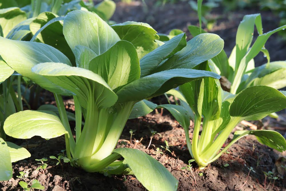 Pak choi in garden