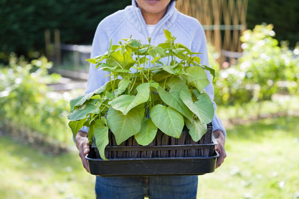 Woman holding tray of runner beans for planting