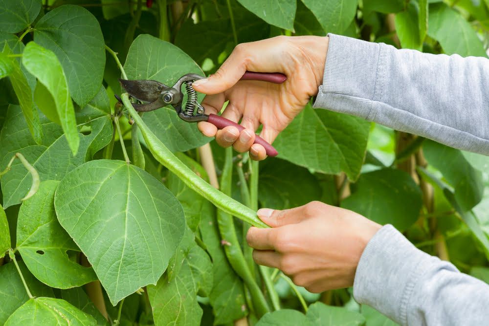 Runner bean harvesting