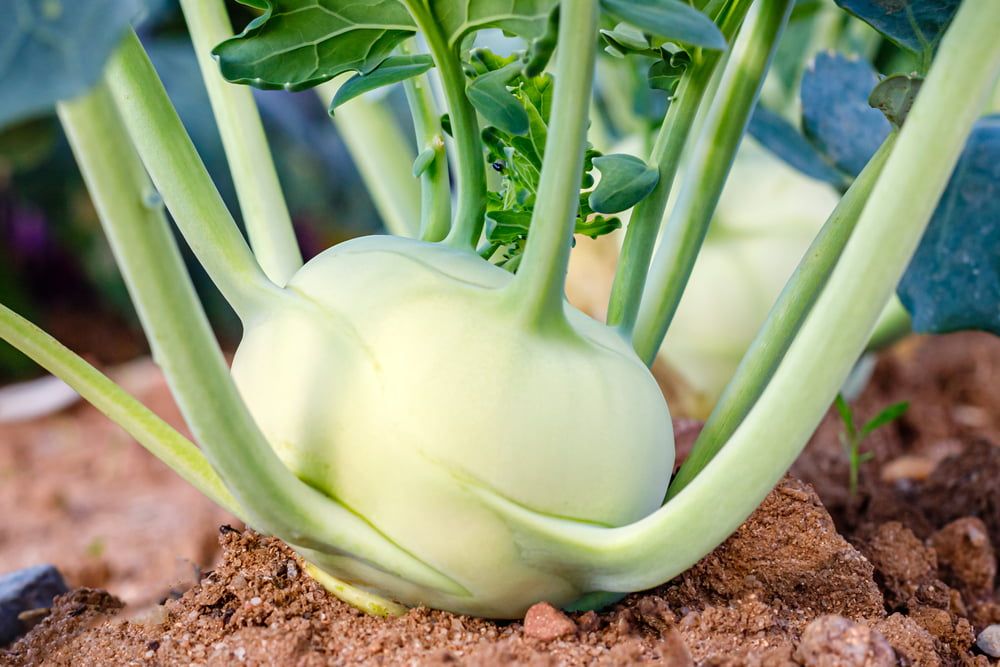 Kohlrabi plant