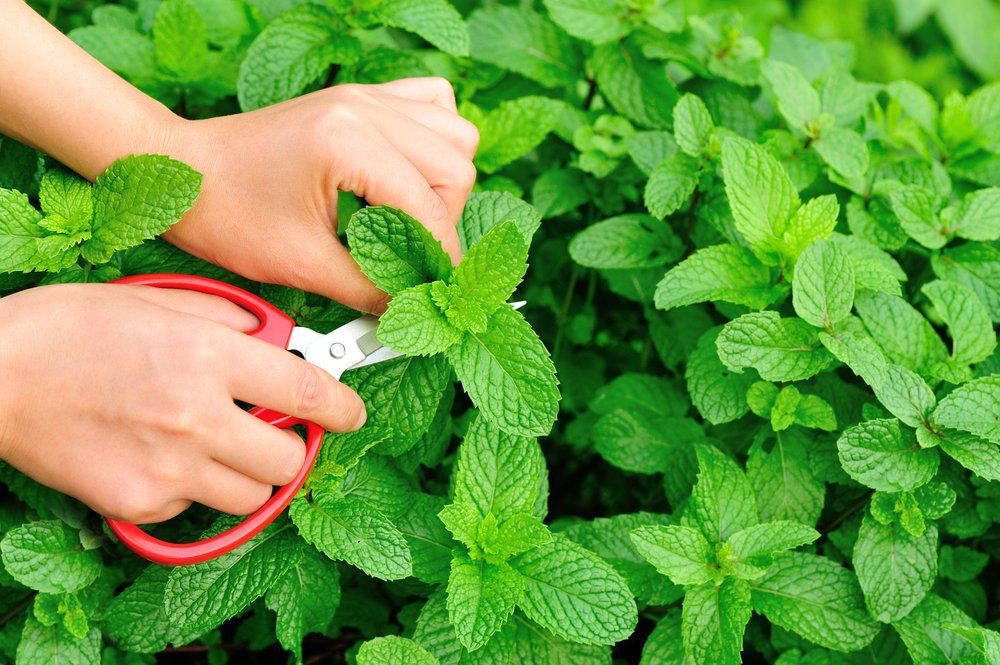 Woman cutting mint leaves from plant