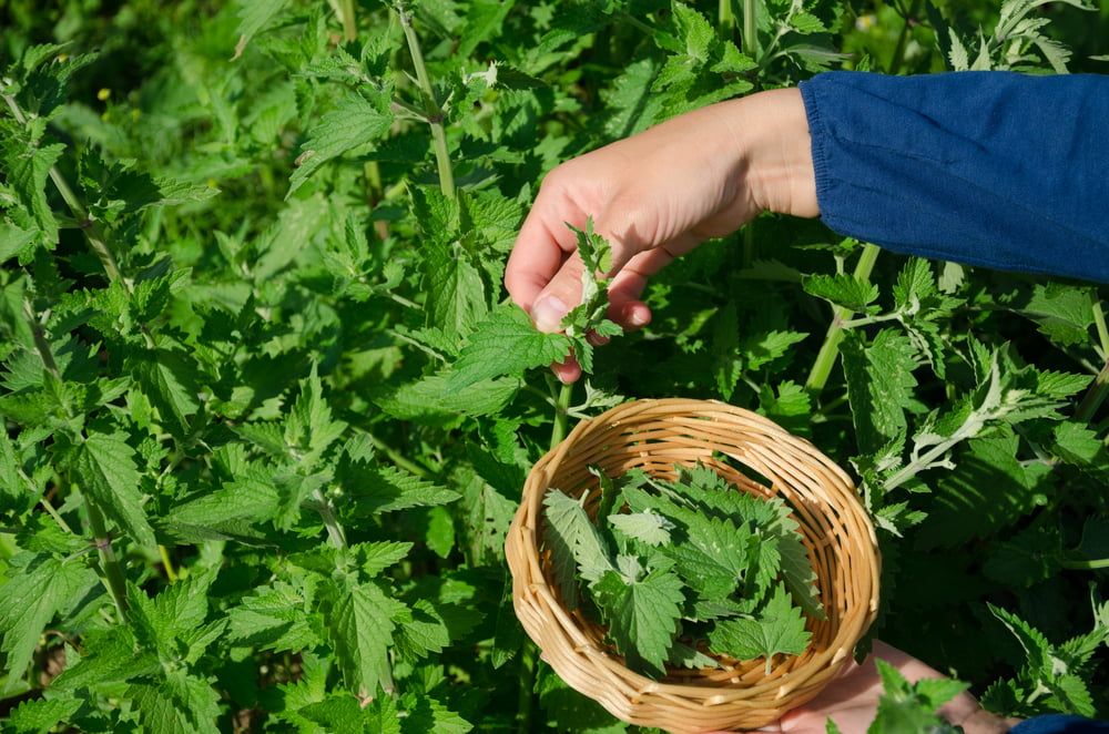 Harvesting Lemon balm