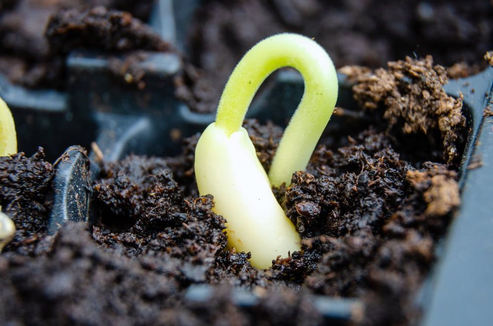 Sprouted bean seed