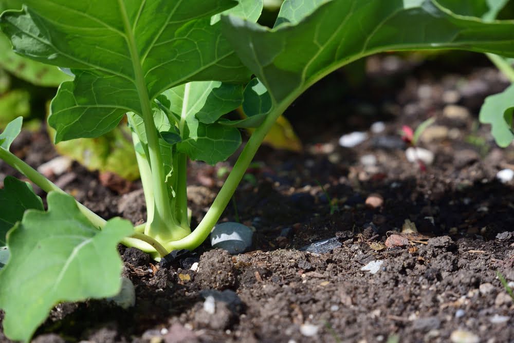 Kohlrabi plant