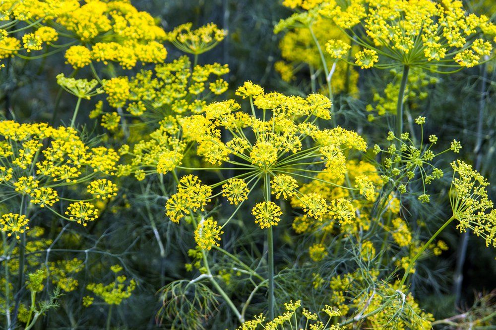 Fennel flowers