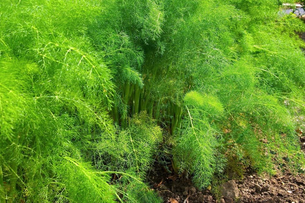 Herb fennel plants in garden