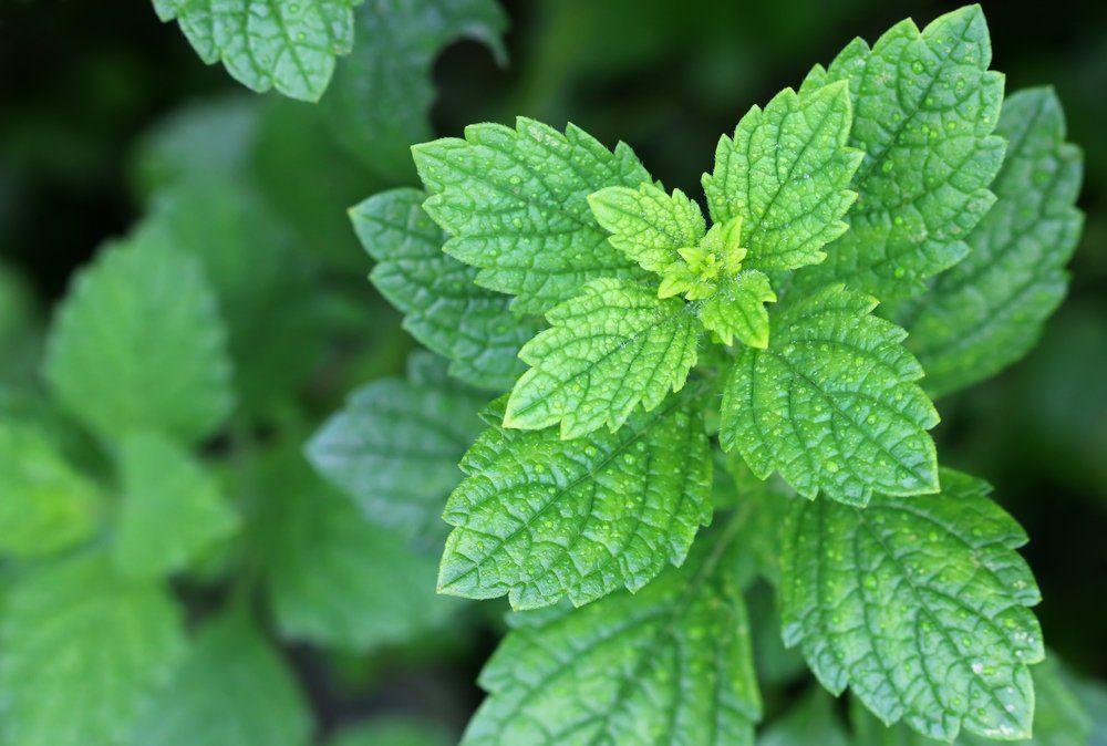 Lemon balm