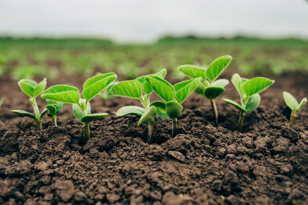 Edamame sprouts in ground