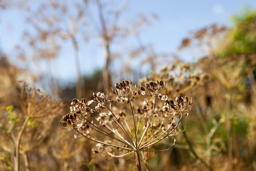 Fennel seeds on plant