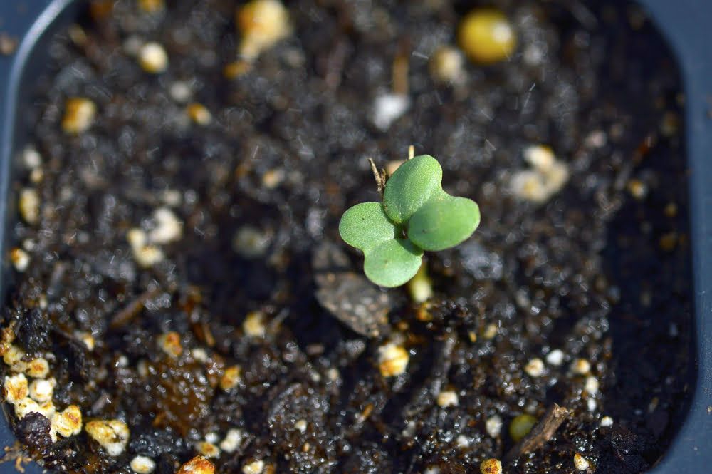 Broccoli seedling