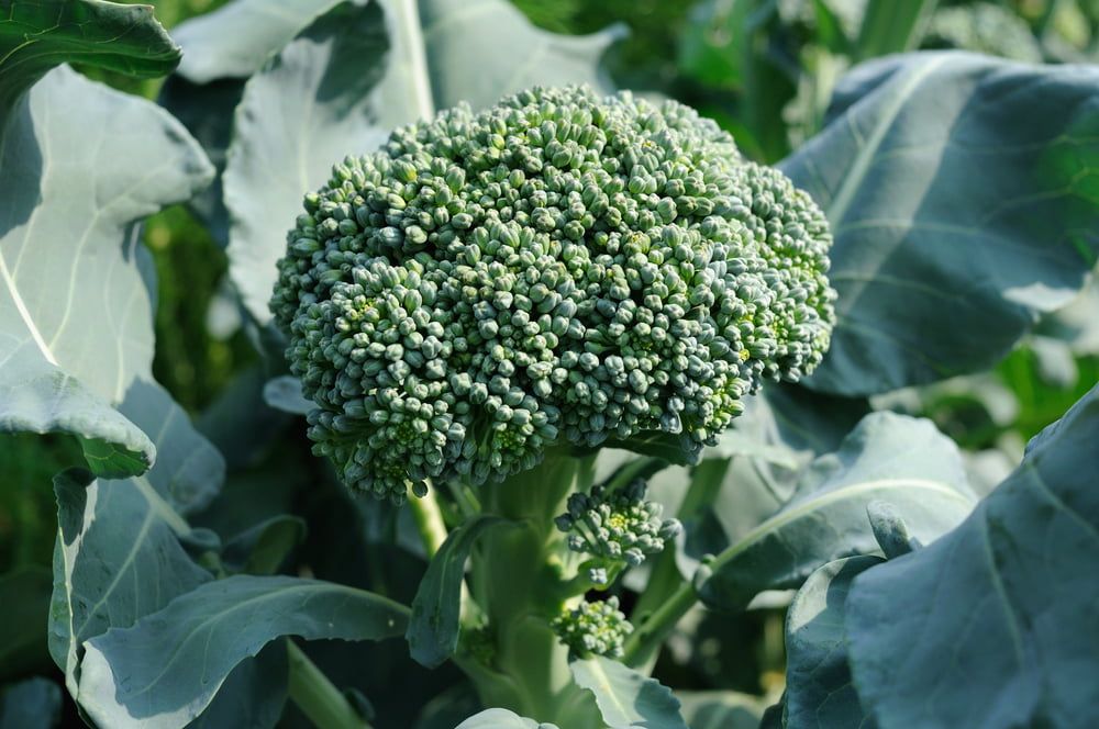 Broccoli plant