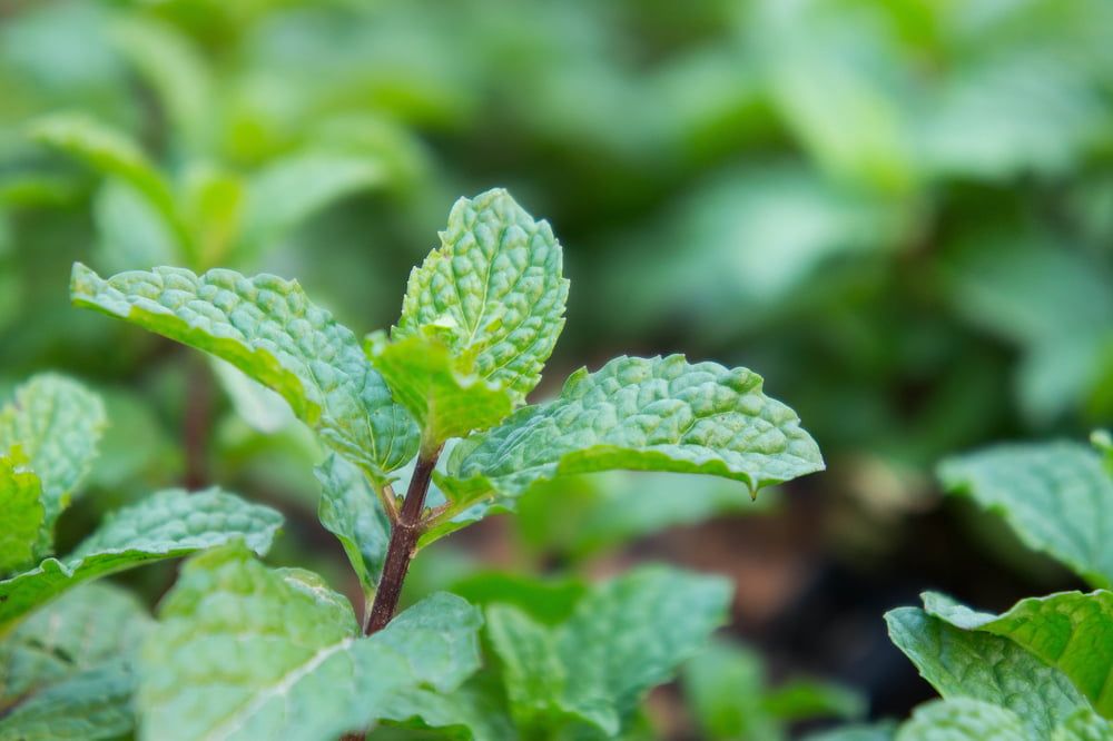 Mint close-up