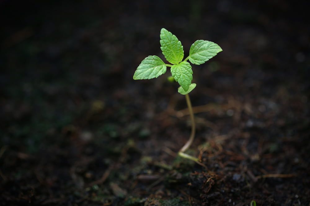 Mint seedling