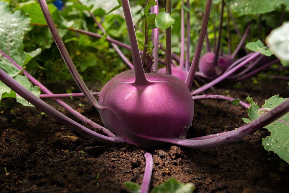 Purple Kohlrabi plant