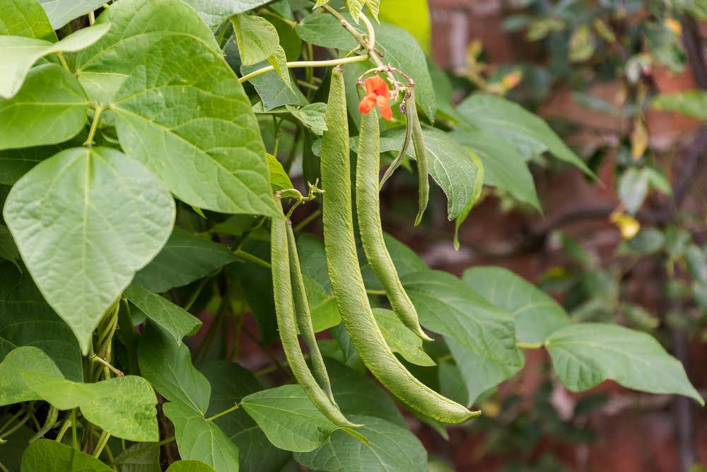 Runner bean plant