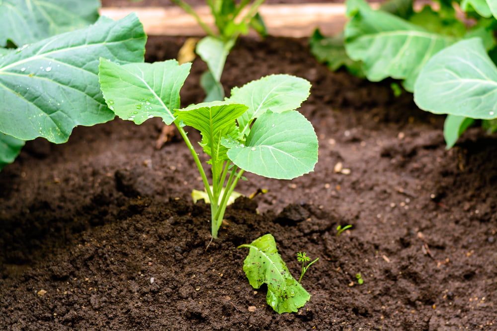 Kohlrabi young plants