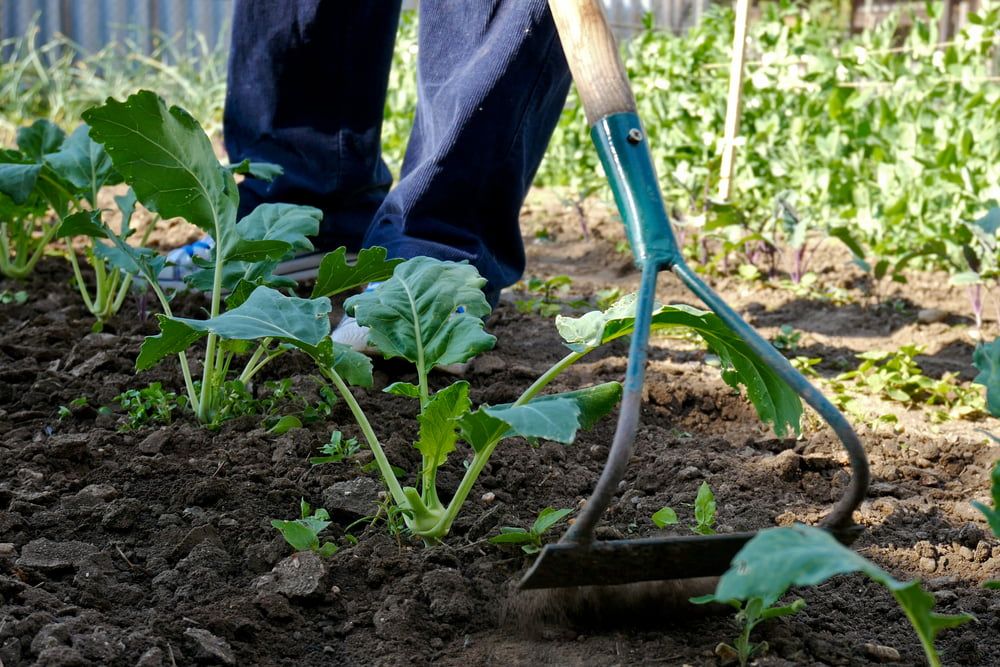 Man hoeing kohlrabi plants