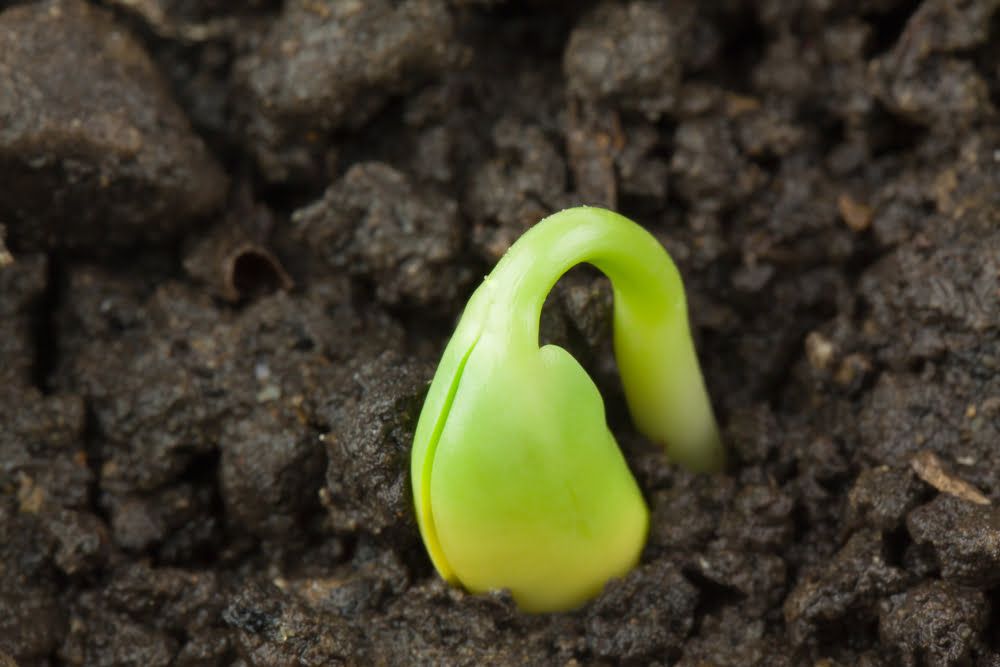 Edamame sprout