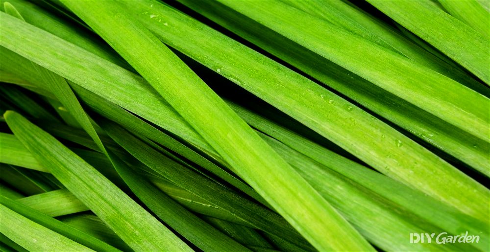 Garlic chives