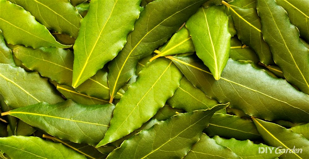 Bay leaves