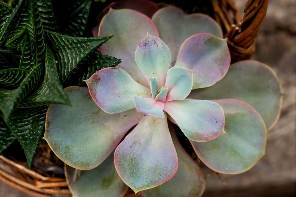 blue-pearl-sedum-houseplant-zodiac-pairing