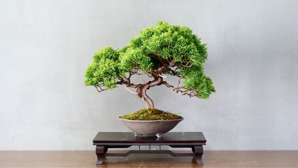 bonsai-tree-houseplant-zodiac-pairing