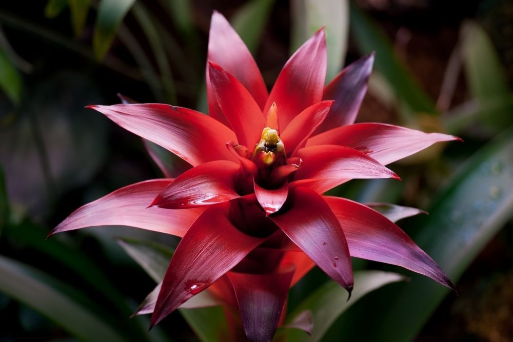 bromeliads-houseplant-zodiac-pairing