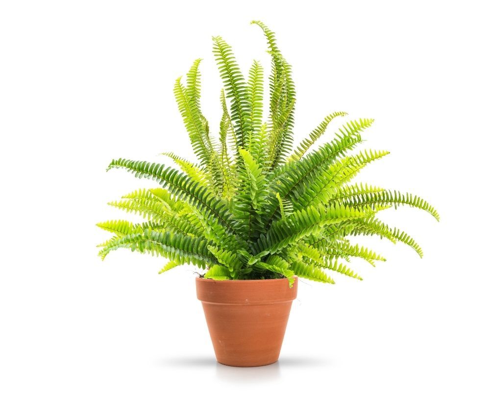 fern-houseplant-zodiac-pairing