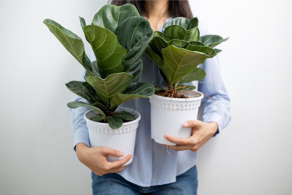 fiddle-leaf-fig-houseplant-zodiac-pairing