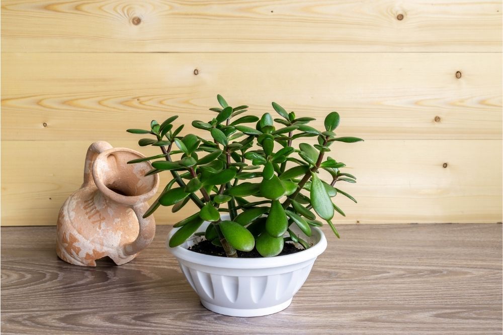 jade-plant-houseplant-zodiac-pairing