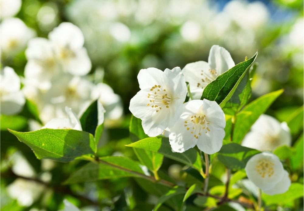 jasmine-houseplant-zodiac-pairing