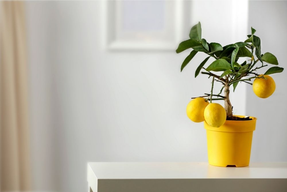 lemon-tree-houseplant-zodiac-pairing