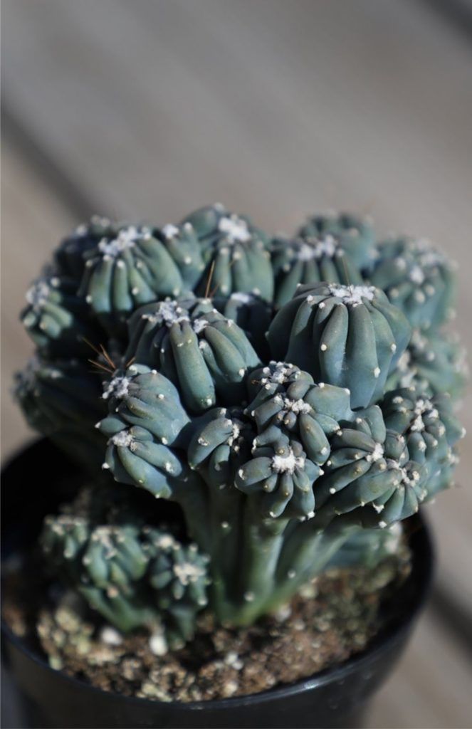 ming-thing-cactus-houseplant-zodiac-pairing