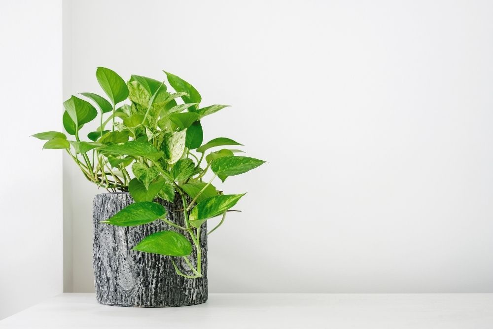 pothos-houseplant-zodiac-pairing