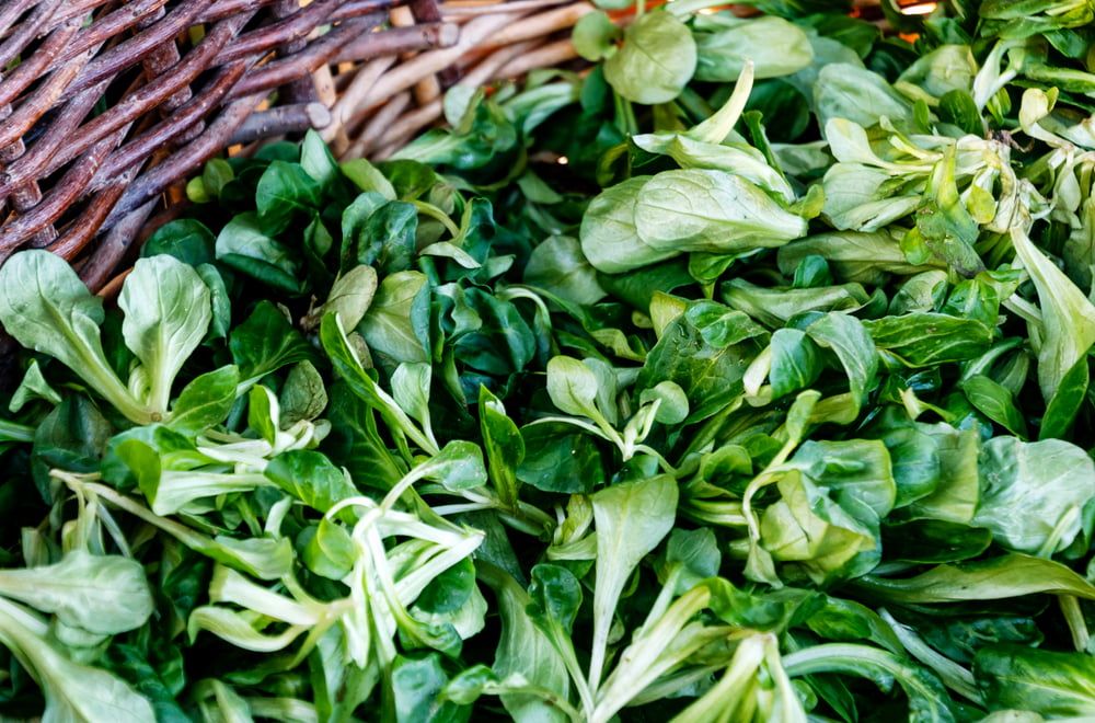 Corn salad leaves in basket