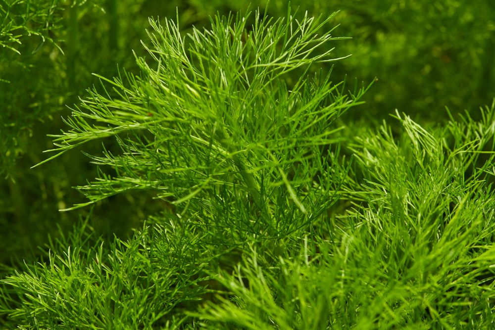 Dill plant