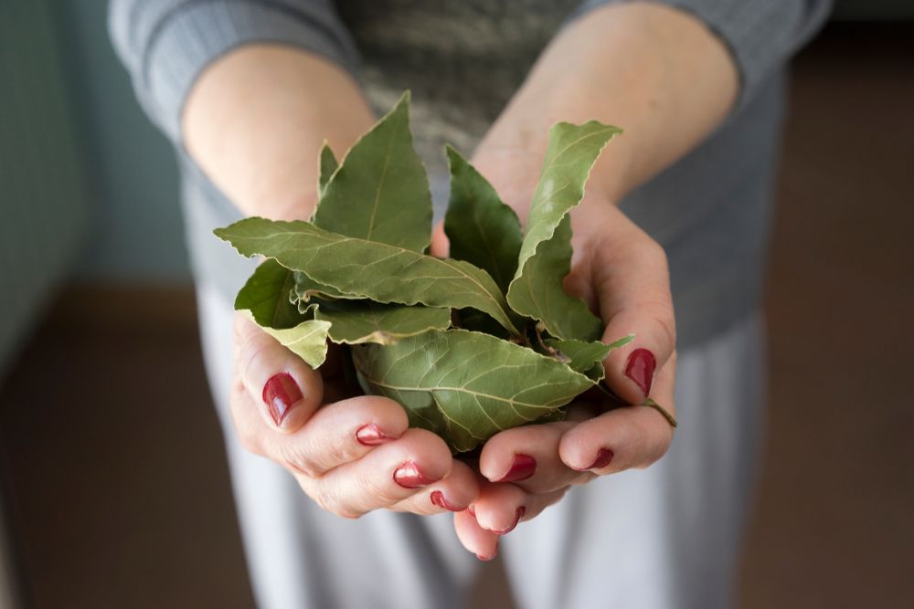 Woman holding bay leaves