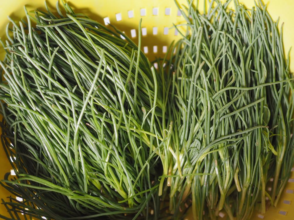 Harvested agretti