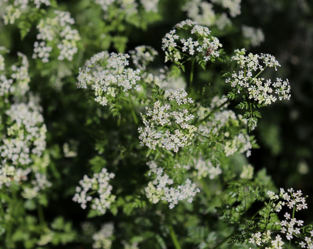 Chervil flowers