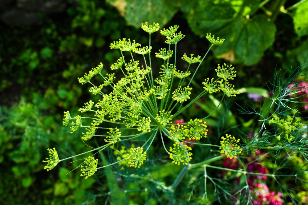 Dill flowers