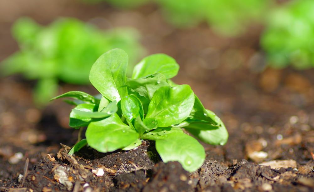 Corn salad plant