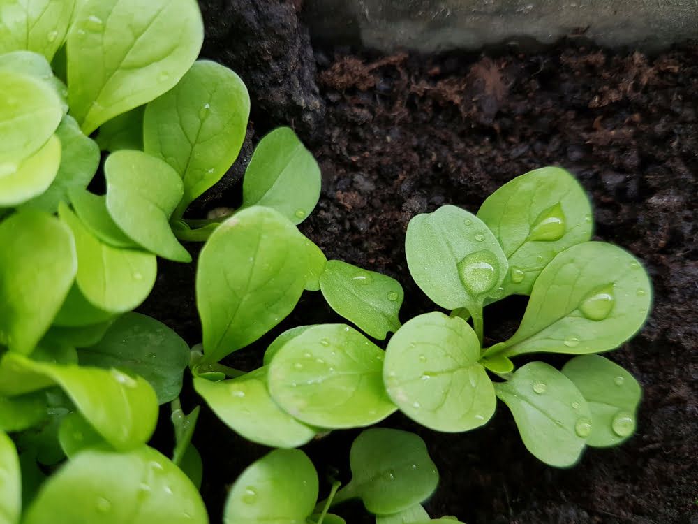 Corn salad seedlings